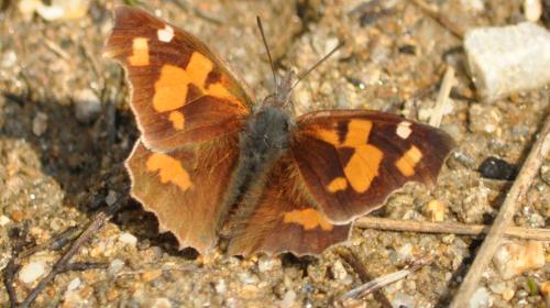echancre_-_libythea_celtis.jpg